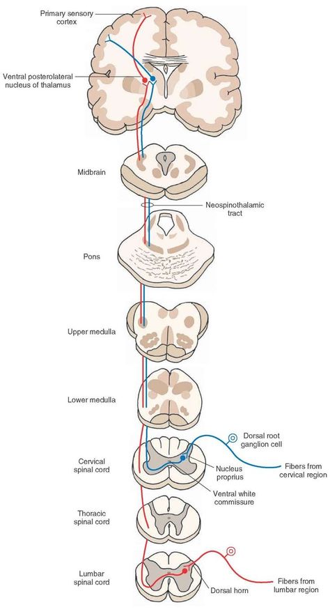 Spinal Cord Drawing, Nervous System Parts, Spinothalamic Tract, Dorsal Root Ganglion, Nervous System Anatomy, Nerve Anatomy, Human Skeleton Anatomy, Studying Medicine, Brain Anatomy