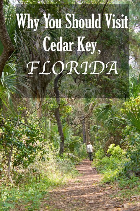 Cedar Key is one of the best places to go kayaking with dolphins in Florida and watch Florida wildlife. Here is what to do & where to stay in Cedar Key. Cedar Key Fl, Cedar Key Florida, Holey Moley, Florida Wildlife, Cedar Key, Florida Attractions, Roseate Spoonbill, Florida Camping, Break Wall