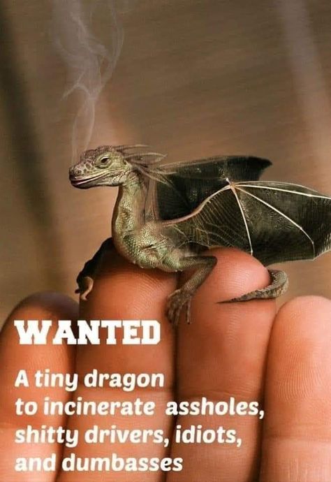 Dragon Jokes, Dragon Quotes, Tiny Dragon, Dragon Memes, Funny Cartoon Quotes, Best Pics, Sarcastic Quotes Funny, Twisted Humor, Big Time