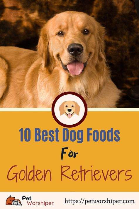 The best dog food for Golden Retrievers will provide them with all the nutrients they need. This is how your Goldie will grow fast and feel happy and healthy. 
#Puppy #Puppies #DogFood #Review #BestDogFood #GoldenRetriever #GoldenRetrieverFood #DogDiet #GoldenRetrieverHealth #DogHealth Food For Golden Retrievers, Best Puppy Food, Duck Recipe, Sources Of Protein, Active Dogs, Best Cat Food, Golden Retriever Puppies, Retriever Puppies, Blue Buffalo