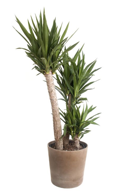 When planted in containers, yucca provides a striking accent to a deck or patio, and adds beauty indoors. Although yuccas thrive with little attention, repotting yucca is occasionally necessary to keep the plants looking their best. Click here to learn more. Yucca Plant Indoor, Yucca Plant Care, Yucca Tree, Easy Care Houseplants, Yucca Plant, Indoor Plant Care, Bonsai Plants, House Plant Care, Room With Plants