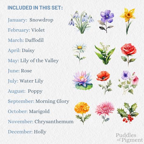 watercolour birth flower clipart bundle Flower Types Chart Drawing, Watercolor Birth Flowers, Violet Flower Watercolor, Watercolour Pink Flowers, Watercolour Flowers Png, Daisy May, Flower Types, Baby Flower, Flowers Clipart