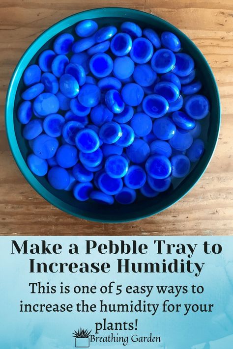 Diy Humidity Tray, Diy Pebble Tray For Plants, Humidity Tray For Plants Diy, Pebble Trays For Humidity, Plant Pebble Tray, Pebble Trays For Plants, Amaryllis Plant, Natural Decongestant, Potted Garden