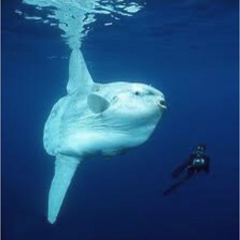 Sunfish. its a big ugly fish... Alien Fish, Sun Fish, Mola Mola, Ocean Beauty, Deep Sea Creatures, Aquatic Life, Underwater Creatures, Underwater Life, Water Life