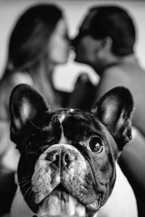 Dog Photography Studio, Dog Family Pictures, Family Dog Photos, Pet Photography Poses, Family Pet Photography, Wedding Fotos, Animal Photoshoot, Couple Engagement Pictures, Photos With Dog