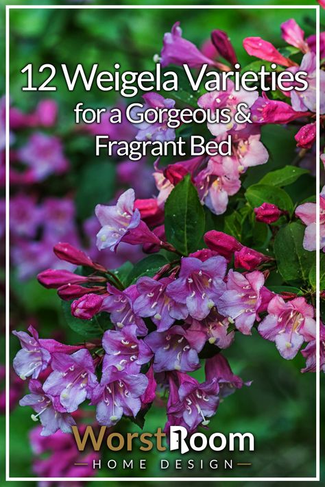 12 Weigela Varieties for a Gorgeous & Fragrant Bed Sonic Boom Weigela, Weigelia Bush, Sonic Bloom Weigela, Weigela Bush Landscaping, Weigela Shrub Landscaping, Weigla Bush, Wine And Roses Weigela, Spilled Wine Weigela, Weigela Wine And Roses