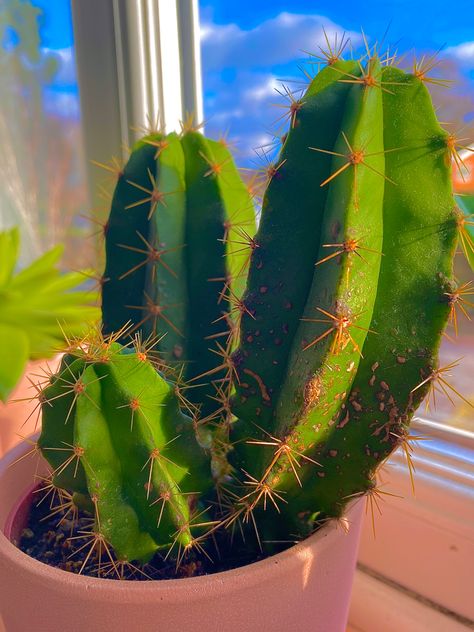 cacti indie filter cactus bright colourful green aesthetic spikey cool trendy insta cute Green Aesthetic Bright, Groovy Green Aesthetic, Cacti Aesthetic, Neon And Plants Aesthetic, Cactus Green Aesthetic, Green Trippy Aesthetic, Cactus Aesthetic, Indie Filter, Indie Aesthetic