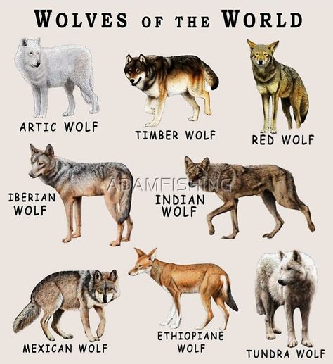 Wild Animals Sketch Easy, Animal Dictionary, Wild Cat Species, Animal Infographic, World Poster, Wild Animals Pictures, Canine Art, Dog Projects, Prehistoric Creatures