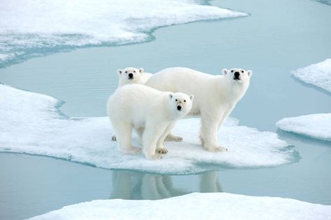 Man Vs Nature, Baby Polar Bears, Ice Bears, Cat Club, Man Vs, Resin Painting, Polar Bears, Aesthetic Collage, Elements Of Art