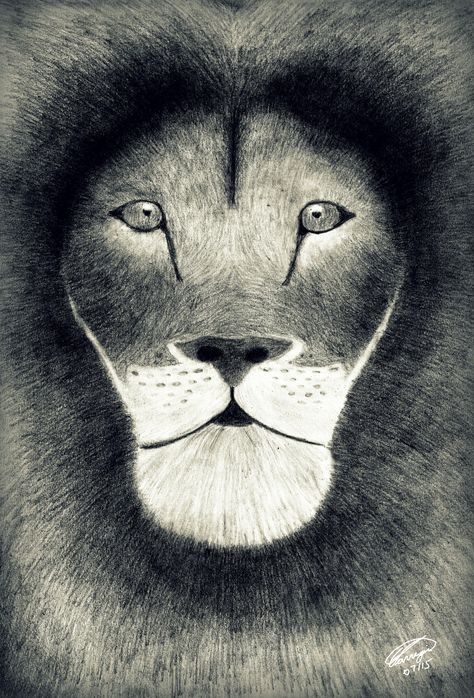 Pencil Drawing | Title: King of the jungle | Size: A4 | Drawn using 2B, 5B & 8B pencils King Of The Jungle, Pencil Drawing, Animal Kingdom, Pencil Drawings, Pencil, Drawings, Animals