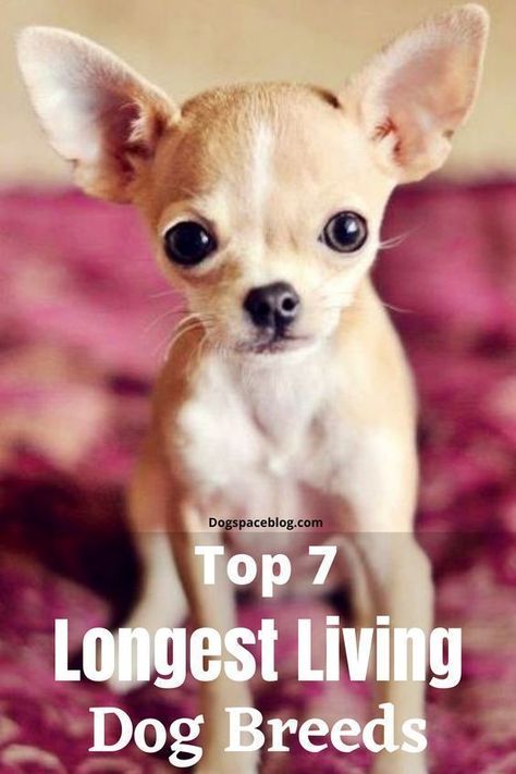 Top 7 Longest Living Dog Breeds Dog Health Tips, Helpful Things, Dog Information, Basic Needs, Train Your Dog, Interesting Information, Dog Health, Dog Training Tips, Pet Parent