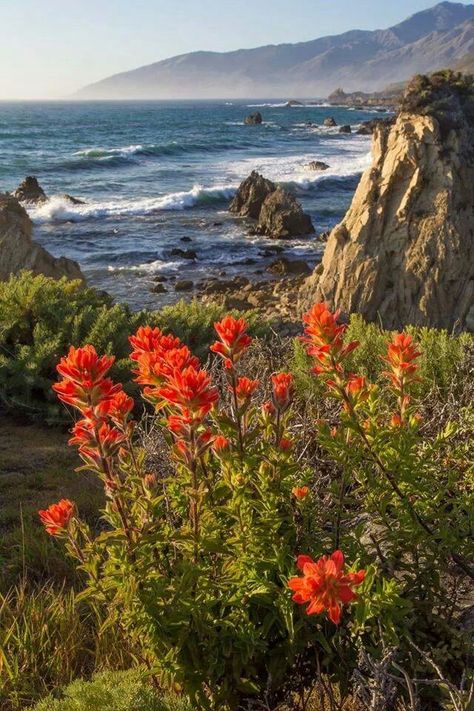 Santa Cruz California waves Indian Paint Brush, Scenery Beach, Phuket Island, Indian Paintbrush, Wake Up Early, Santa Cruz California, Adventure Vacation, Early Mornings, Nature Scenery