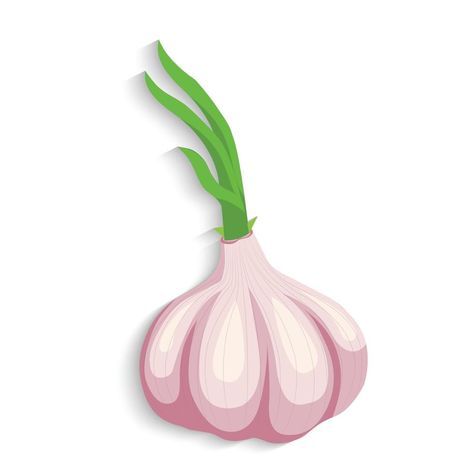 garlic vector illustration Garlic Doodle, Garlic Cartoon, Garlic Vector, Garlic Drawing, Garlic Illustration, Motif Development, Vegetables Drawing, Cloud Template, Garlic Festival