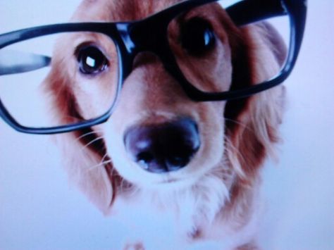 Animals In Glasses, Hyperpop Wallpaper, Animals With Glasses, Dog With Glasses, Nerd Glasses, Cute Animal Memes, Playlist Covers, Silly Dogs, Reaction Pics