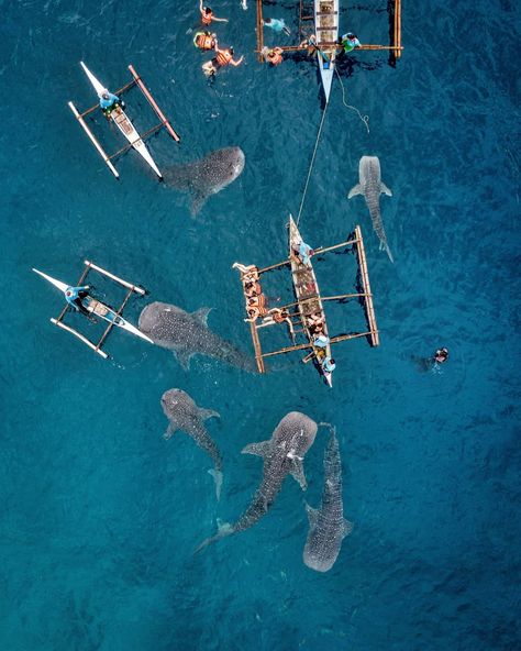 Beware! Whale sharks! | Oslob, Cebu, Phillippines | ©Dimitar Karanikolov Oslob Cebu Whale Sharks, Oslob Cebu, Whale Sharks, Cebu Philippines, Good Photo, Whale Shark, Photo Op, Cebu, Unique Things