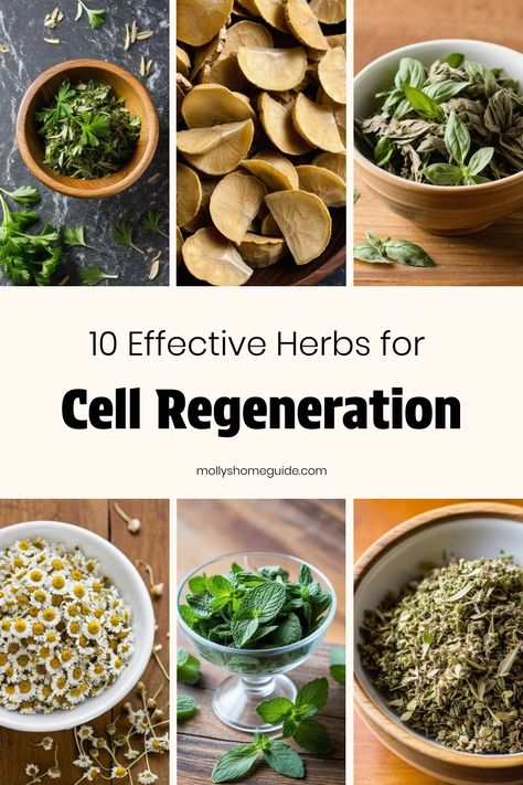 Discover the power of regenerative herbs in promoting cell renewal and cellular regeneration. Explore a wide array of herbal actions, including the use of comfrey rich in allantoin, known for its beneficial effects on cell regeneration. Incorporate anti-inflammatory foods into your diet to support autophagy and brain regeneration. Learn about natural ingredients that aid in rapid healing and promote overall cellular health. Cell Regeneration Foods, Cellular Health Diet, Cellular Healing Diet, Herbal Actions, Inflammation Recipes, Cellular Health, Herbal Education, Healing Diet, Anti Inflammation Recipes