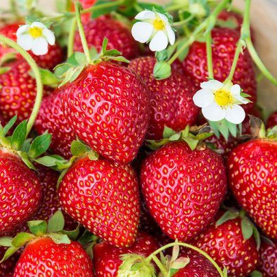 Everbearing Strawberries, Fruits And Vegetables List, High Fiber Fruits, Fiber Fruits, List Of Vegetables, Fruits Images, Strawberry Plants, Juicing For Health, Fruit Seeds