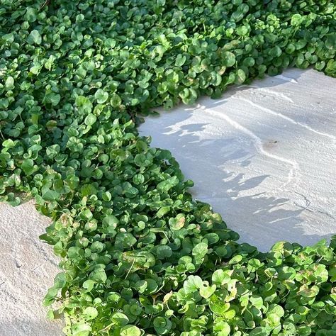 Bonnie Stacey on Instagram: "Dichondra & Steppers - a winning combo in my eyes 🤩

We have used this combo as a short path from our deck to our side gate. 

Typically I would install in odd numbers however my other half @bruce_landscapes missed the memo and installed 2 which makes me twitch 😅 (odd numbers look best from a design perspective) 

We have used Dichondra repens, however the following would also work 👇🏾

🌿Native violet (shade) 
🌿Dichondra ‘silver falls’ (some pruning required) 
🌿Myoporum broadleaf ((some pruning required) 
🌿Blue chalk sticks 

Looking for plant recommendations for your garden (tailored to your style and climate)? Check out our DIY guides over at @educatedexteriors 💙🌿

We also have guides on Soil preparation, Lawn (types, installation, renovation & maint Dichondra Lawn, Native Violet, Dichondra Silver Falls, Dichondra Repens, Blue Chalk Sticks, Chalk Sticks, Side Gate, Design Perspective, Side Gates