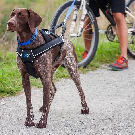 HOW TO: Training your dog to pull for kick-sledding or ski-joring – CanvasbackPets Dog Pulling Harness, House Training Dogs, Dog Poses, Dog Socks, Training Collar, Guide Dog, Dog Training Collar, Dog Gear, Sporting Dogs