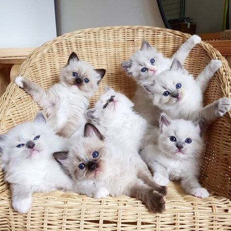 14 Tips For Choosing a Ragdoll Kitten | Page 2 of 3 | PetPress Kittens For Sale Near Me, Gato Ragdoll, Ragdoll Cat Breed, Cat Tattoo Design, Ragdoll Kittens For Sale, Ragdoll Kittens, Birman Cat, Food Cat, Gato Anime