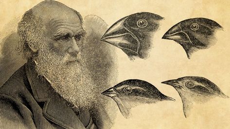 Evolution Aesthetic, Evolution Drawing, Biology Evolution, Evolution Artwork, Peppered Moth, Darwin's Theory Of Evolution, Darwin Theory, Convergent Evolution, Evolution Art