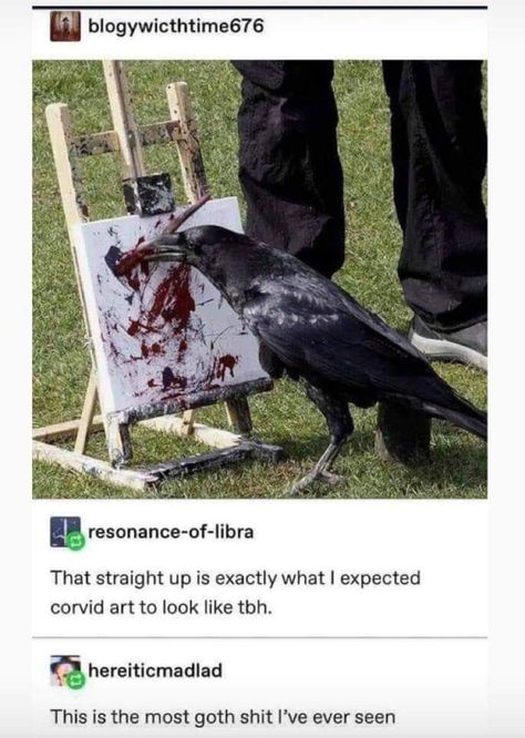 Crows Ravens, 웃긴 사진, Memes Humor, 귀여운 동물, Animal Memes, Cute Funny Animals, Funny Cute, Really Funny, Funny Animals