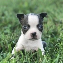 Boston Terrier Puppies For Sale Near Me, Boston Terrier For Sale, Small Dogs For Sale, Dogs For Sale, Dog Breeder, Puppies For Sale, Small Dogs, Boston Terrier, Chihuahua