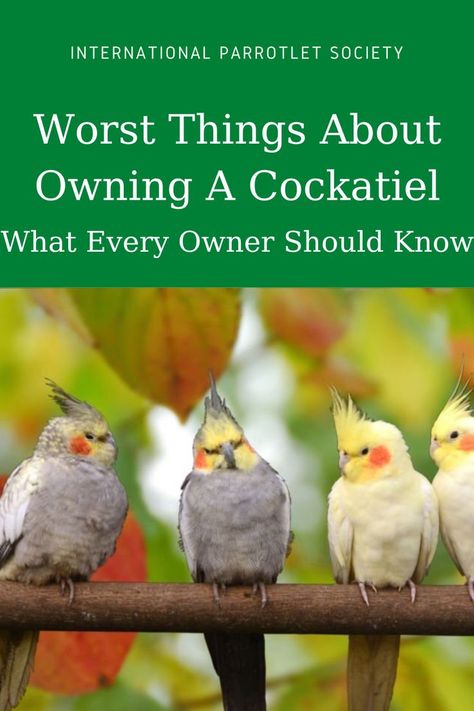 What are the worst things about owning a cockatiel? Find out more about the good - and bad - about having a cockatiel as a pet right here! #budgie #cockatiel #internationalparrotletsociety #africangrey #parrot #parrolet #parakeets #pet #bird #behavior Cockatiel Care, Parakeet Care, Best Pet Birds, Cockatiel Cage, Pet Birds Parrots, Pet Bird Cage, Talking Parrots, Sun Conure, Parrots Art