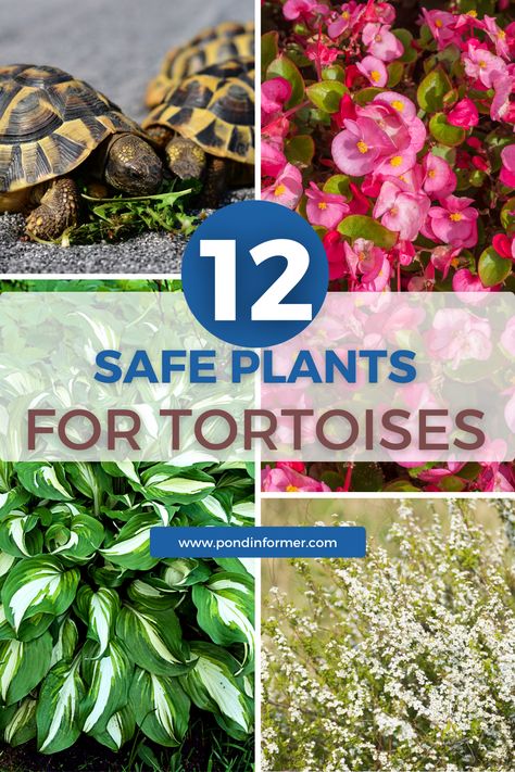 Explore 12 garden plants safe for tortoises, whether you intend to attract wild tortoises or raise one in your garden. Create a reptile-friendly environment with these carefully selected plants that provide both food and shelter for tortoises. #PondInformer #TortoisePlants #ReptileGarden Plants For Tortoise Habitat, Tortoise Safe Plants, Safe Plants For Sulcata Tortoise, Outdoor Russian Tortoise Enclosure, Tortoise Tank Ideas, Desert Tortoise Habitat Outdoor, Diy Tortoise Habitat Indoor, Tortoise Enclosure Outdoor, Tortoise Enclosure Indoor