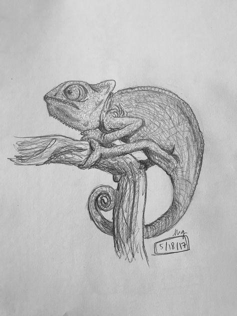 chameleon drawn by @meshellg12 Chameleon Drawing Easy, Chameleon Drawing, Pencil Drawings Of Animals, Sketching Tips, Tous Les Anime, Pencil Shading, Mirror Painting, 3d Drawings, Drawing Easy