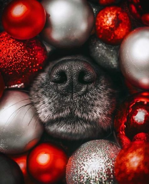 Merry 🎄 Christmas Christmas Dog Photography, Holiday Dog Photos, Pet Photography Props, Christmas Pet Photos, Holiday Pet Photos, Dog Christmas Photos, Dog Christmas Pictures, Animal Photoshoot, Merry Christmas Dog