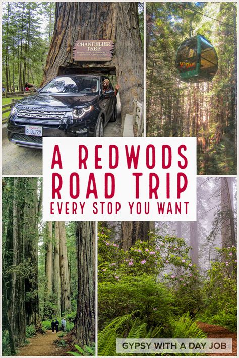 What To Wear To The Redwoods, Camping In The Redwoods, The Redwoods, Redwoods National Park, Redwoods Road Trip, Portland To Redwoods Road Trip, Trip To Redwood National Park, California Redwoods Vacation, California Redwoods