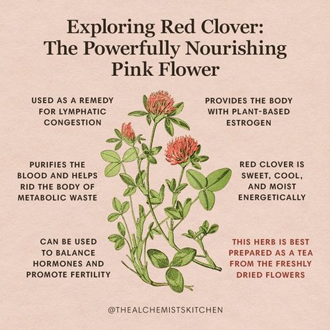 Red Clover: The Powerfully Nourishing Pink Flower Scorpio Herbs And Flowers, Missouri Foraging, Clover Symbol, Tea Blending, Books And Tea, Pink Clover, Magickal Herbs, Medical Herbs, Magia Das Ervas