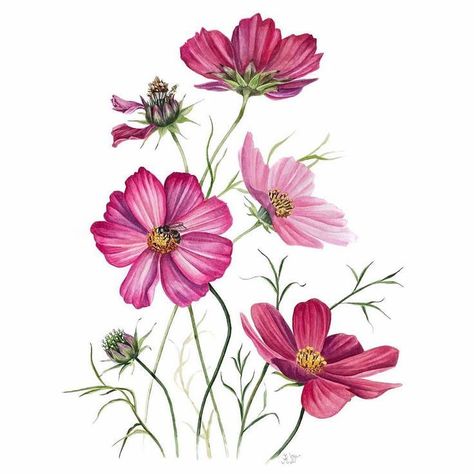 Devotion Quotes, Rose Flower Png, Colored Pencil Art Projects, Egypt Jewelry, Botanical Flower Art, Flower Drawing Tutorials, Watercolor Flowers Tutorial, Flower Graphic Design, Cosmos Flowers