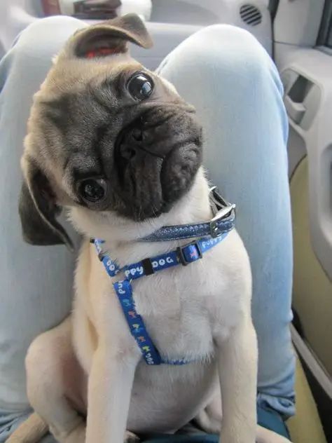 14 Photos Of Pug Puppies That Will Captivate You Cute Pug Puppies, Cele Mai Drăguțe Animale, Baby Pugs, Dream Dog, A Pug, Pug Puppies, Pugs Funny, Cute Pugs, Pug Love