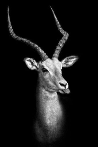 Bite me Impala Animal, Deer Tattoo, Amazing Animal Pictures, Mule Deer, Manx, Wildlife Animals, Black And White Pictures, Animal Photo, Beautiful Creatures