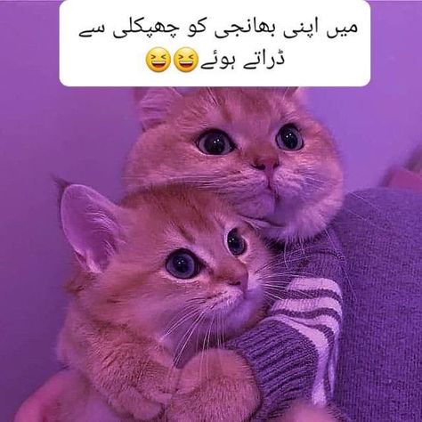 Girlish Quotes, Urdu Funny Quotes, Stylish Alphabets, Positive Attitude Quotes, Love Poetry Images, Snoopy Images, Funny Girly Quote, Snack Video, Girly Attitude Quotes