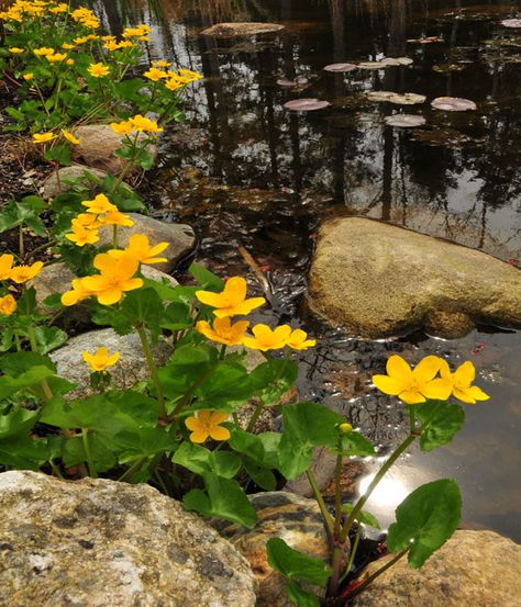 Caltha palustris Marsh Marigold- great for those shady wet areas where you dont know what to plant. Especially nice by the edge of a pond Marsh Plants, Caltha Palustris, Maxi Dress Summer Casual, Marsh Marigold, Dress Summer Casual, Goldfish Pond, Bog Garden, Maxi Dress Summer, Maxi Dresses For Women