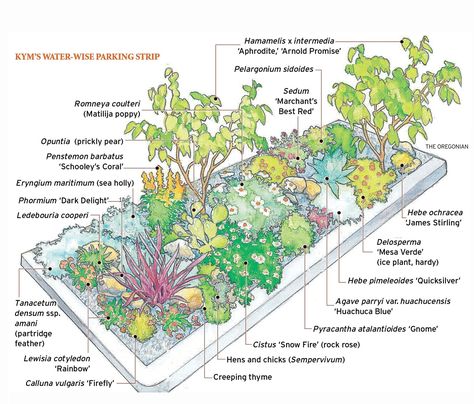 Create a drought-tolerant bed | OregonLive.com Driveway Strip Landscaping, Boulevard Planting, Curbside Landscaping, Berm Garden, Plant Infographic, Boulevard Garden, Drought Resistant Garden, Drought Tolerant Landscape Design, Bed Plants