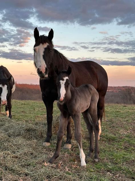 Rare Horse Colors, Mare And Foal, Rare Horses, Horse Coats, Dream Horse, Black Horses, Horse Pattern, Horse Drawing, All The Pretty Horses