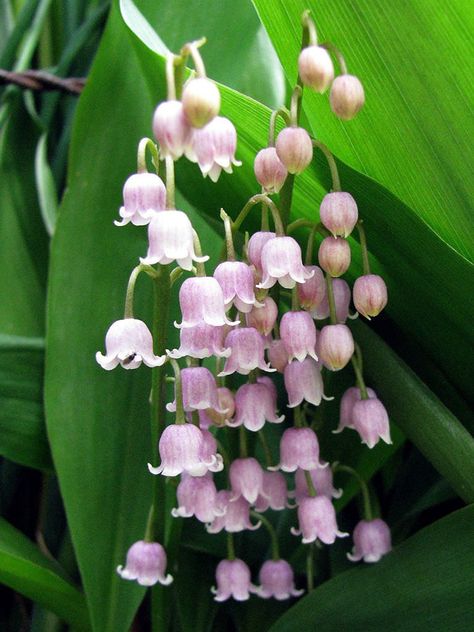 Convallaria majalis var. rosea (Pink Lily of the Valley) is a delightful and rather rare variation on an old-fashioned favorite... Garden Fence Paint, Pink Lily Of The Valley, Convallaria Majalis, Beautiful Home Gardens, Home Gardens, Lily Of The Valley Flowers, Valley Flowers, Bottle Garden, Fence Paint