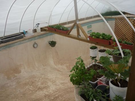 Turning an Empty Backyard Pool into an Urban Greenhouse Swimming Pool Greenhouse, Repurpose Pool Frame, Pool Frame Greenhouse, Converted Swimming Pool, Old Swimming Pool Repurpose, Pool Greenhouse, Empty Pool Greenhouse, Greenhouse Backyard, Pool Conversion