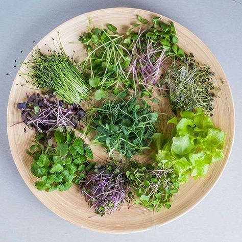 Microgreens Garden, Superfoods Benefits, Microgreens Recipe, Micro Herbs, Edible Flowers Recipes, Sea Vegetables, Herb Salad, Flower Food, Green Vegetables