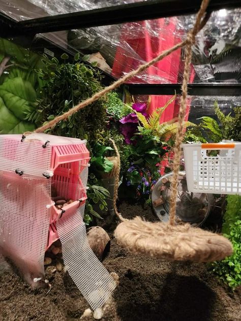 Hermit Crab Accessories, Hermit Crab Enclosure, Crabitat Ideas, Crab Ideas, Hermit Crab Homes, Crab Habitat, Hermit Crab Habitat, Girl Craft, Food Spread