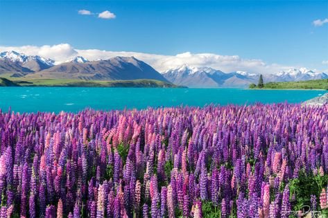 Chasing lupins in New Zealand - Larissa Dening Photography New Zealand Itinerary, Mount Cook, Queenstown New Zealand, The Good Shepherd, Back Road, New Zealand Travel, Booking Flights, South Island, Queenstown