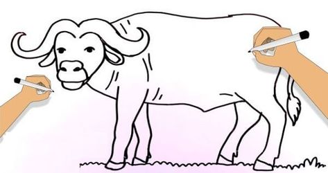 Buffalo Drawing & Sketches For Kids Check more at https://www.kidsartncraft.com/buffalo-drawing-sketches-for-kids/ Sketches For Kids, Buffalo Drawing, Children Sketch, Drawing Sketch, Drawing Sketches, Buffalo, Coloring Pages, For Kids, Sketch