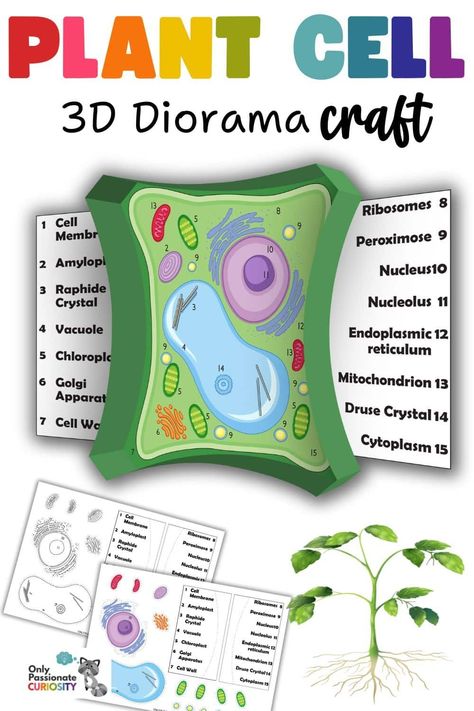 Let's dive into the fascinating world of plant cells through the lens of a 3D diorama. Creating a 3D plant cell diorama into your homeschool science curriculum can be educational and enjoyable! Cell Diorama, 3d Plant Cell Project, Plant Cell Project Ideas Models, Model Of A Plant Cell, Plant Cells Project Ideas, 3d Plant Cell, Plant Cell Project, Cell Model Project, Plant Cell Model