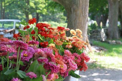 Fresh-picked farm stand bouquets of zinnias for sale in Connecticut. Photograph by Erin Boyle. Zinnias Garden, Zinnias Flowers, Flower Hill, Zinnia Garden, Growing Cut Flowers, Cut Flower Farm, Flower Farmer, Garden Shrubs, Gardening 101