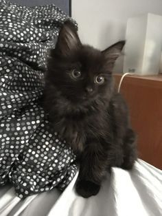 Black Kitties, Simons Cat, Fluffy Kittens, Black Kitten, Fame Dr, White Cats, Cute Cats And Kittens, Sweet Animals, Cat Litter