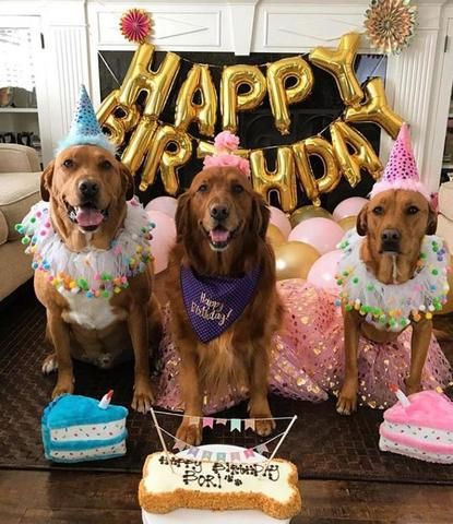 Dog Themed Birthday Party Ideas- How to Throw a Party for Your Dog- From the Dog Bakery – The Dog Bakery Dog Party Food, Dog Birthday Party Pets, Dog Birthday Photoshoot, Dog Birthday Pictures, Pup Party, Bakery Instagram, Dog Party Decorations, Dog First Birthday, Dog Themed Birthday Party